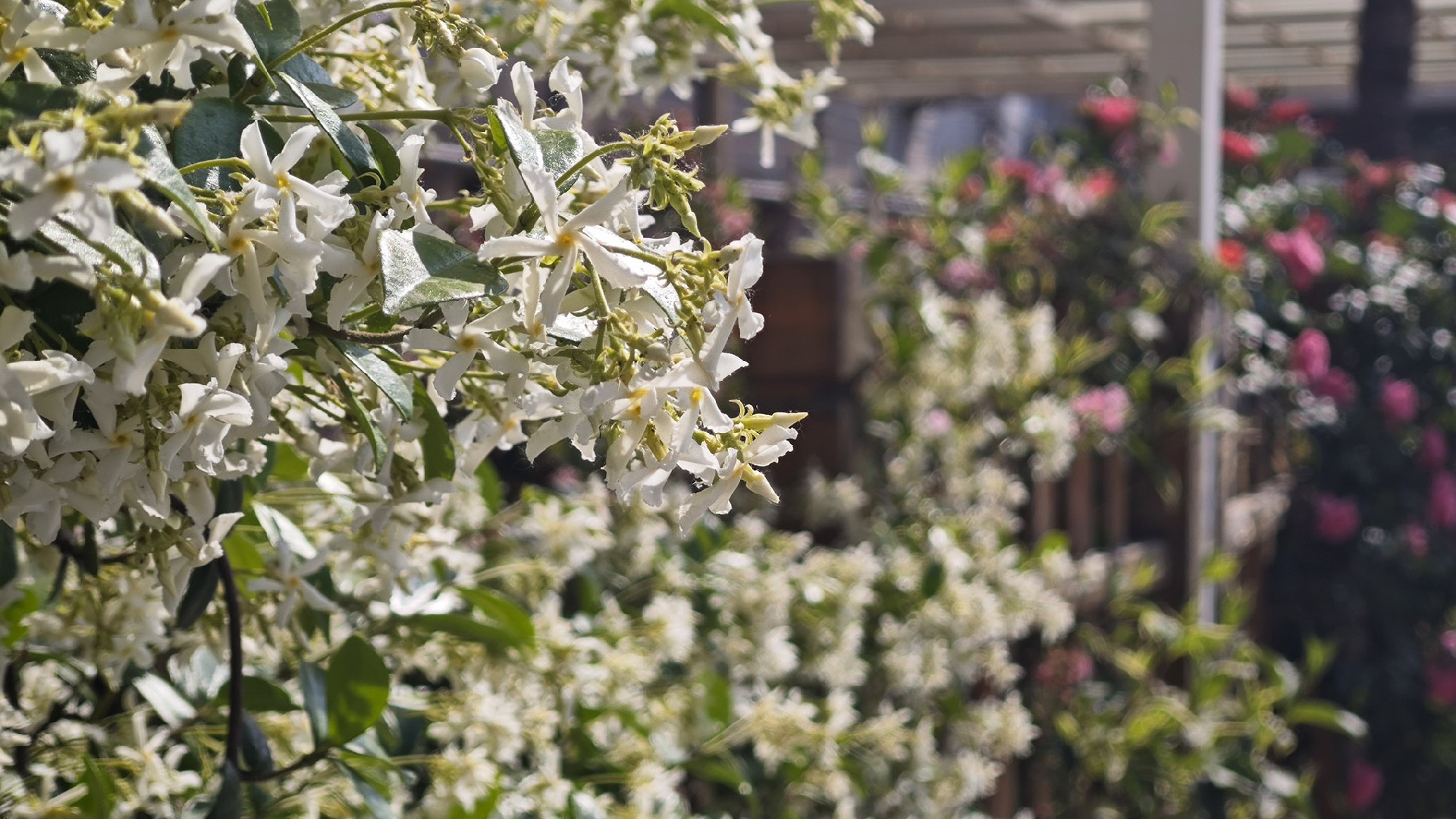 睿智教育幼儿园的风车茉莉花