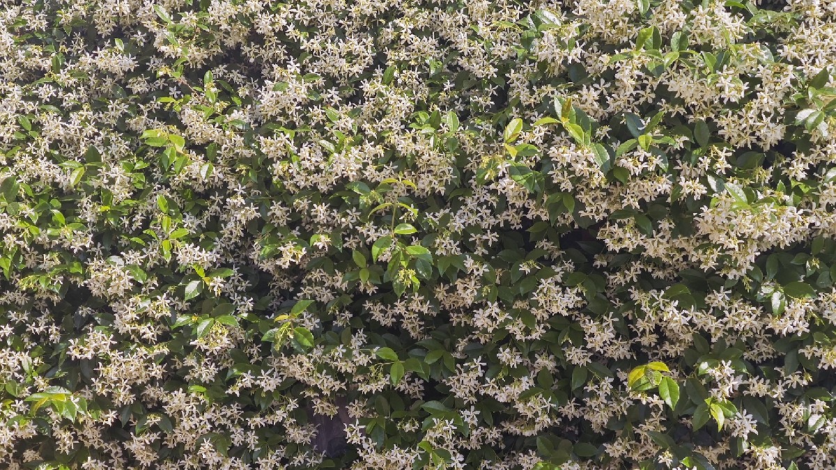 睿智教育幼儿园的风车茉莉花