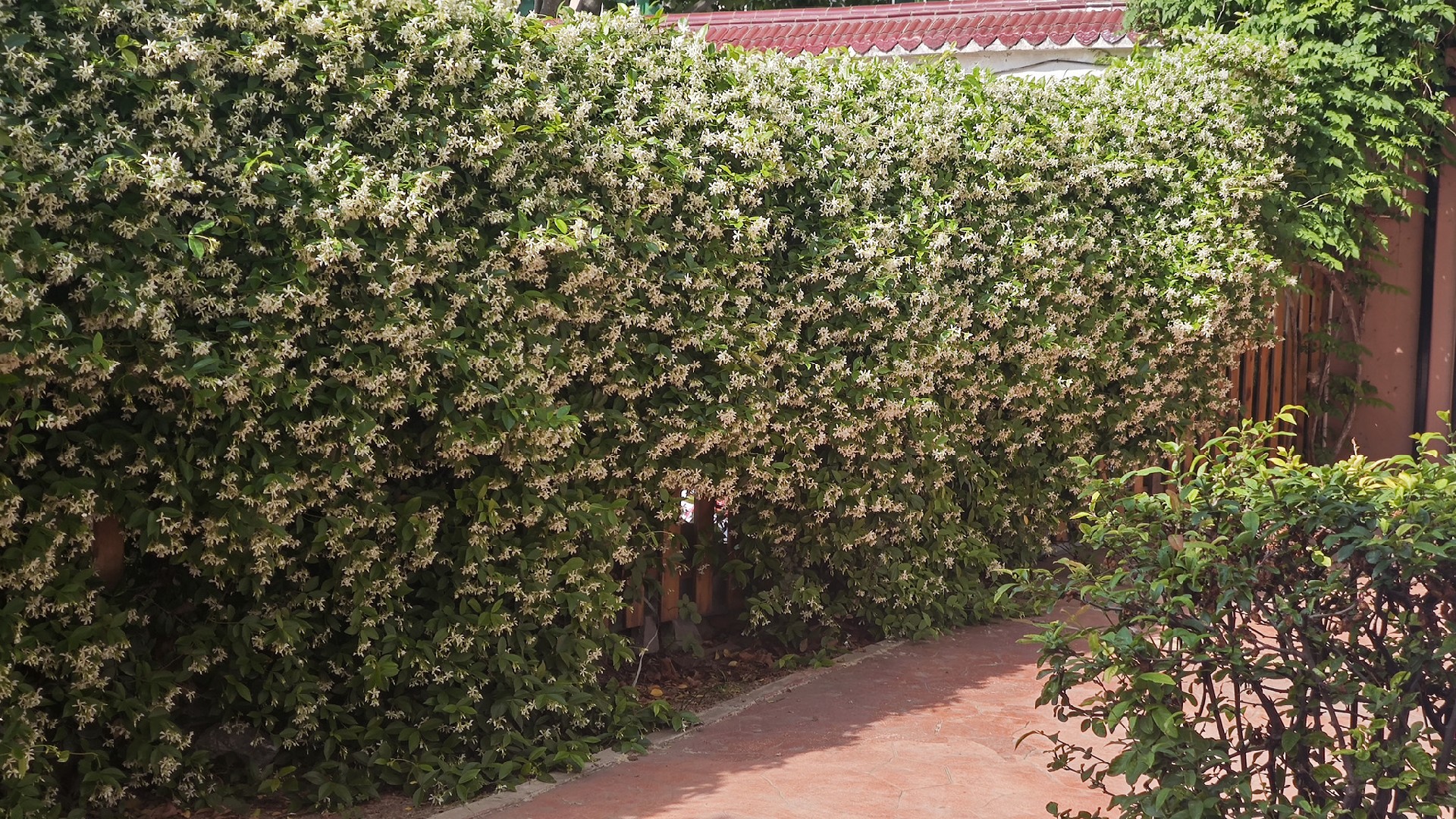 睿智教育幼儿园的风车茉莉花